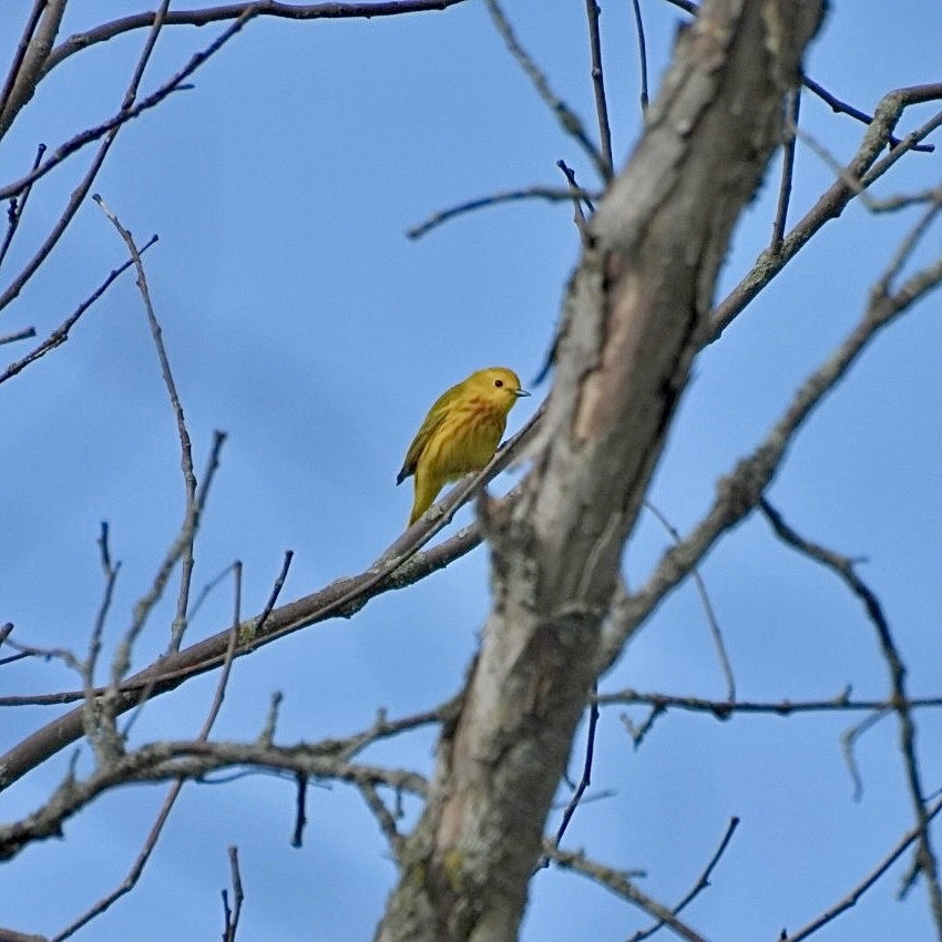 Yellow Warbler - Deb Diane