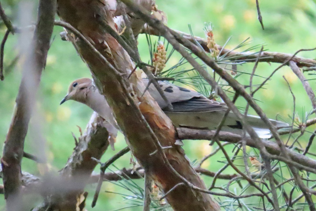 Mourning Dove - ML619654932