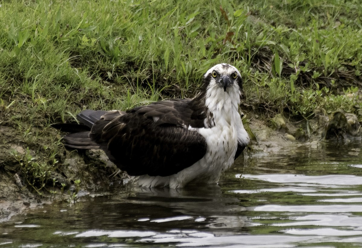 Osprey - Alison Davies