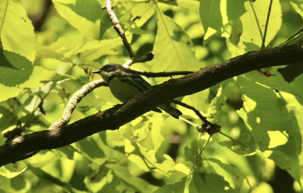 Cerulean Warbler - Dominic LeRose