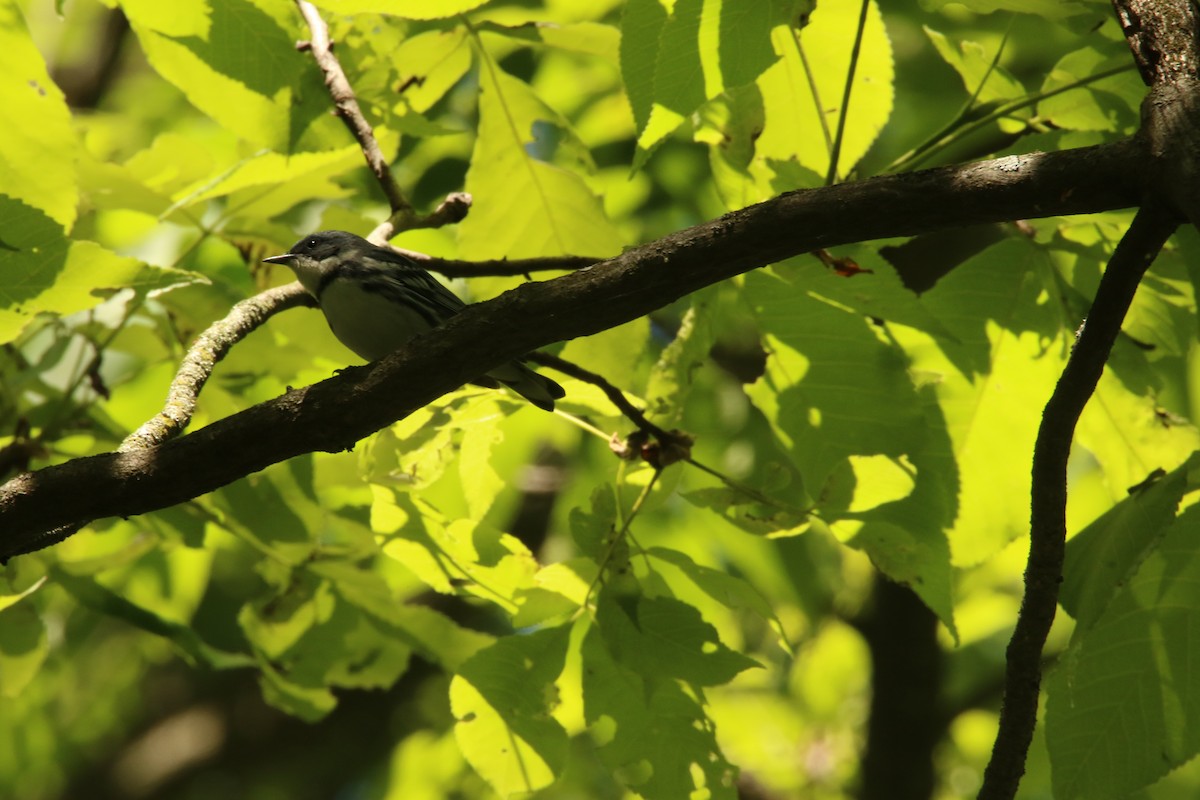 Cerulean Warbler - Dominic LeRose