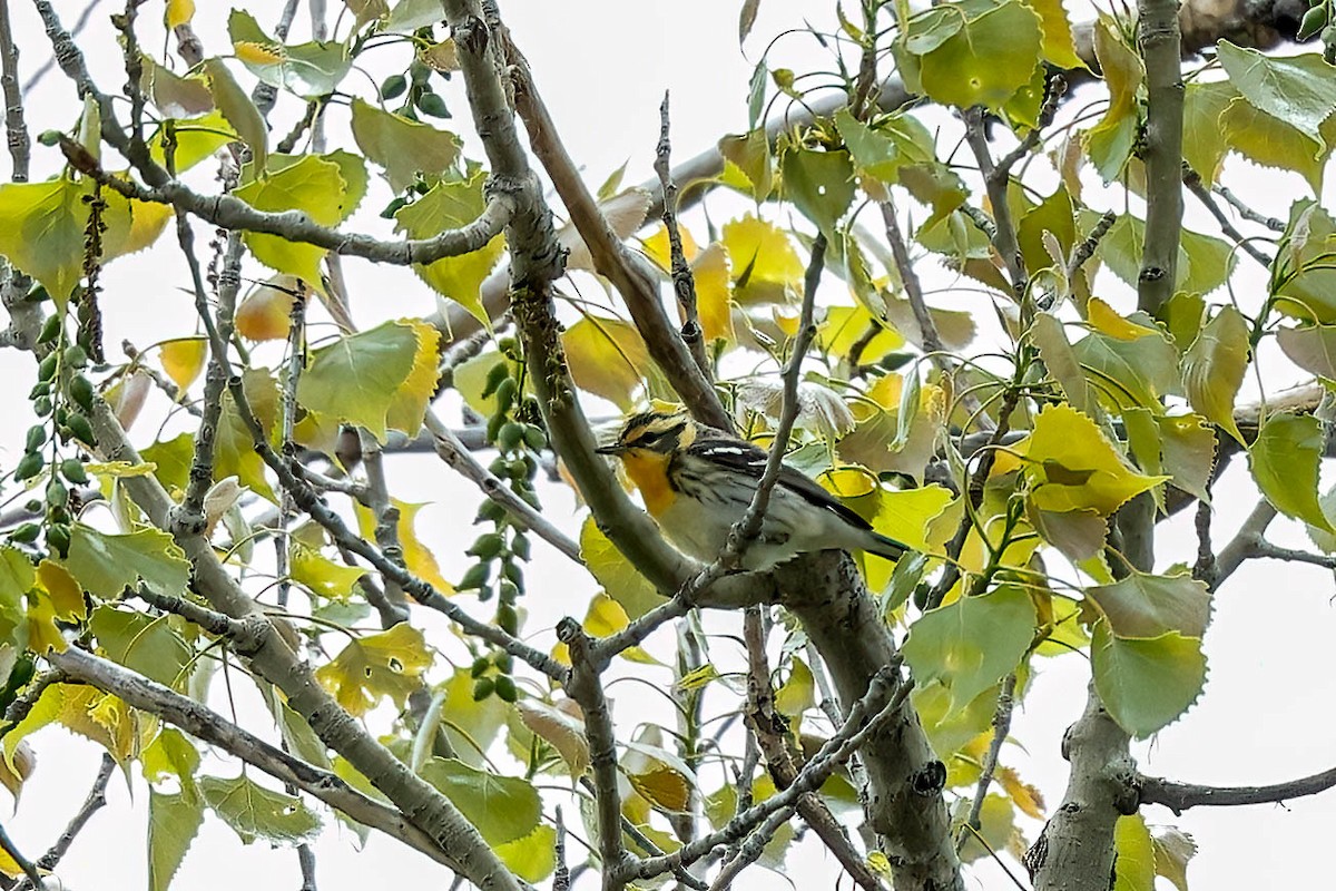 Blackburnian Warbler - ML619654948