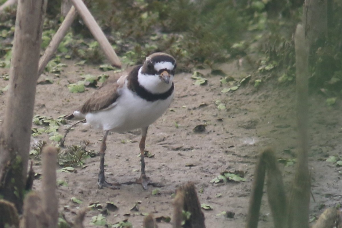 Semipalmated Plover - Jennifer Allison