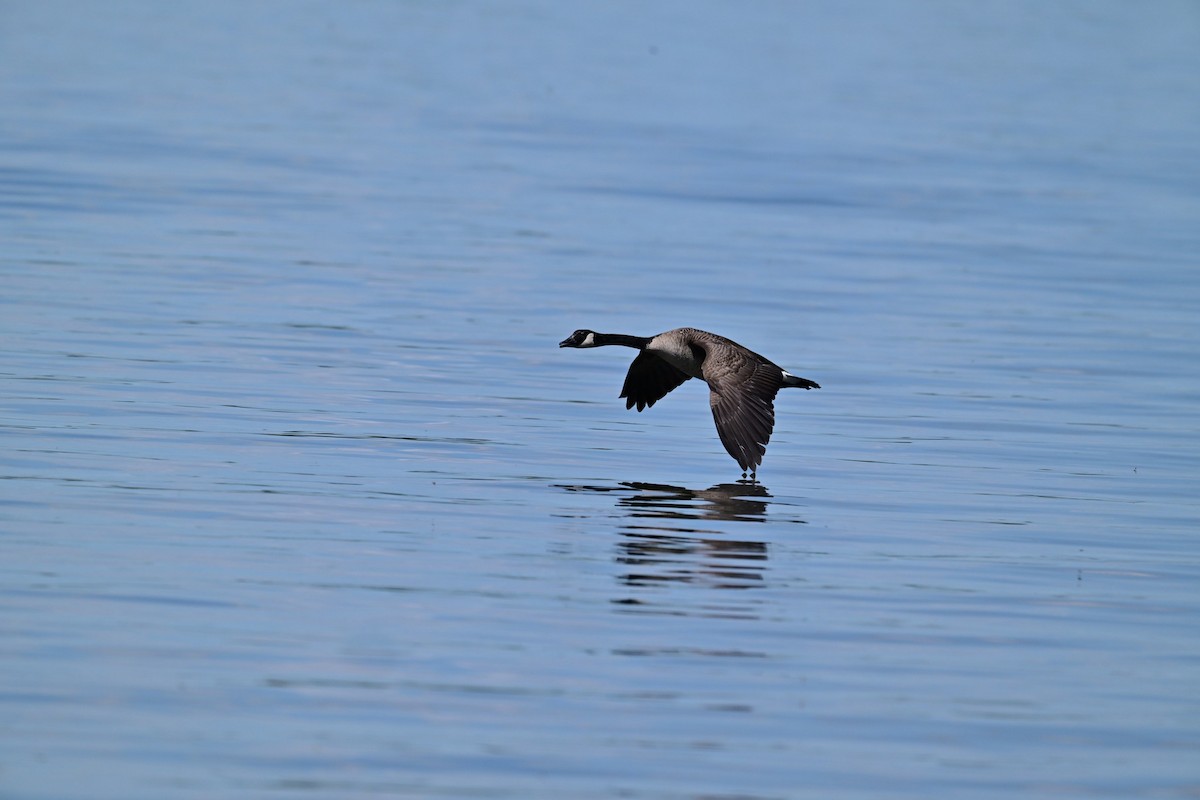 Canada Goose - ML619654959