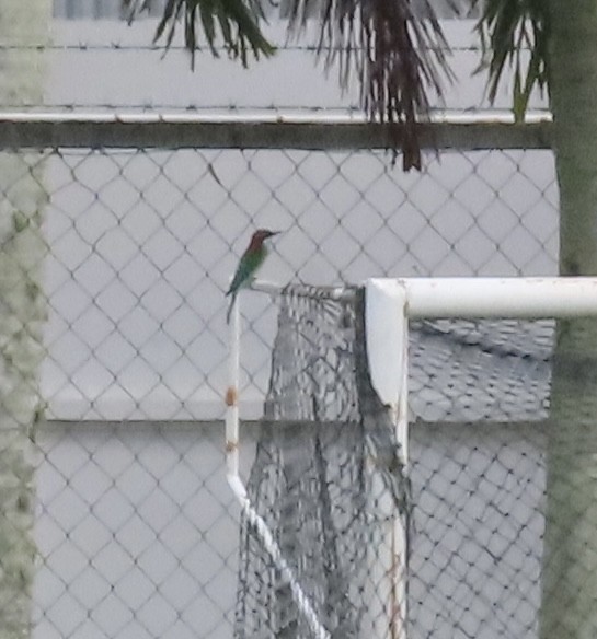 Blue-throated Bee-eater - Dominique Dodge-Wan