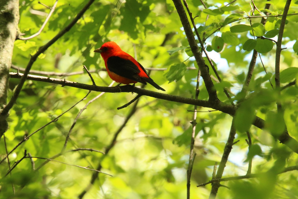 Scarlet Tanager - Dominic LeRose