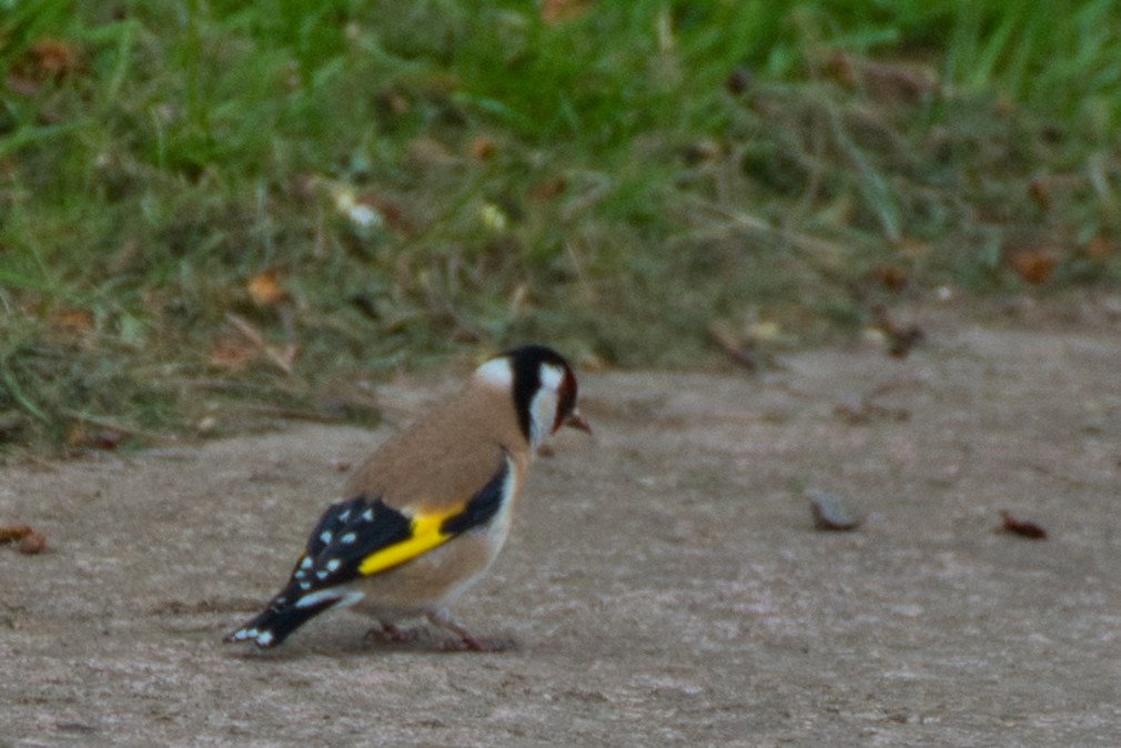 European Goldfinch - Donald Fullmer