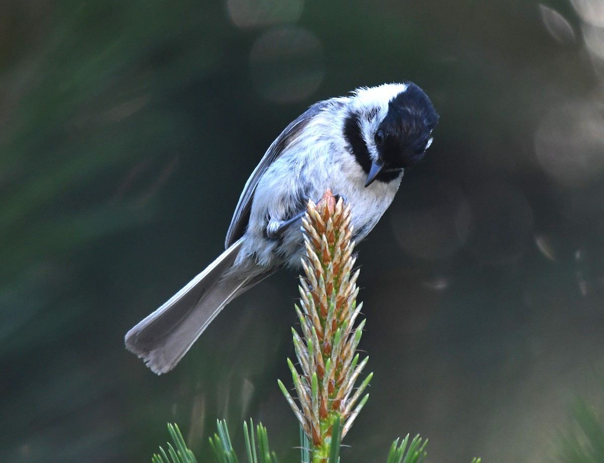 Carolina Chickadee - David True