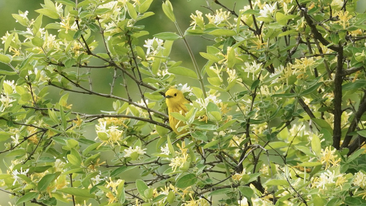 Yellow Warbler - Brian McKay