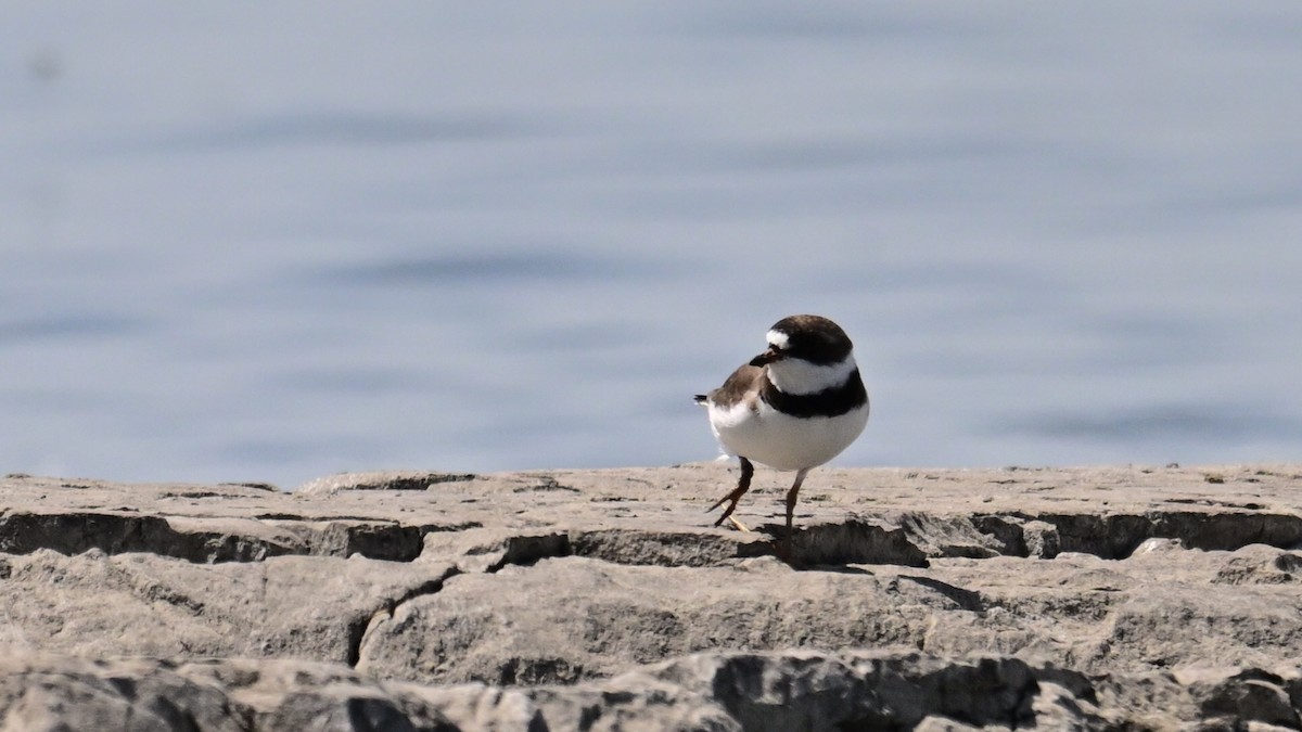 Semipalmated Plover - Christiane Larose