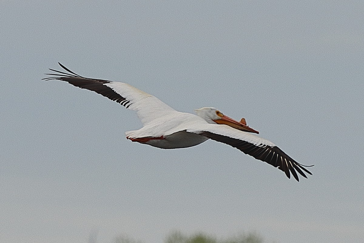 American White Pelican - ML619654977