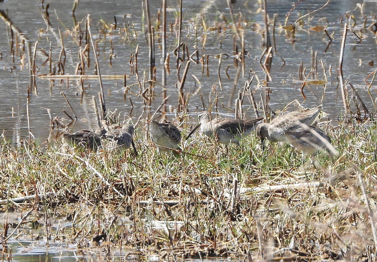 Short-billed Dowitcher - ML619654982