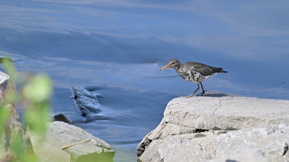 Spotted Sandpiper - Christiane Larose