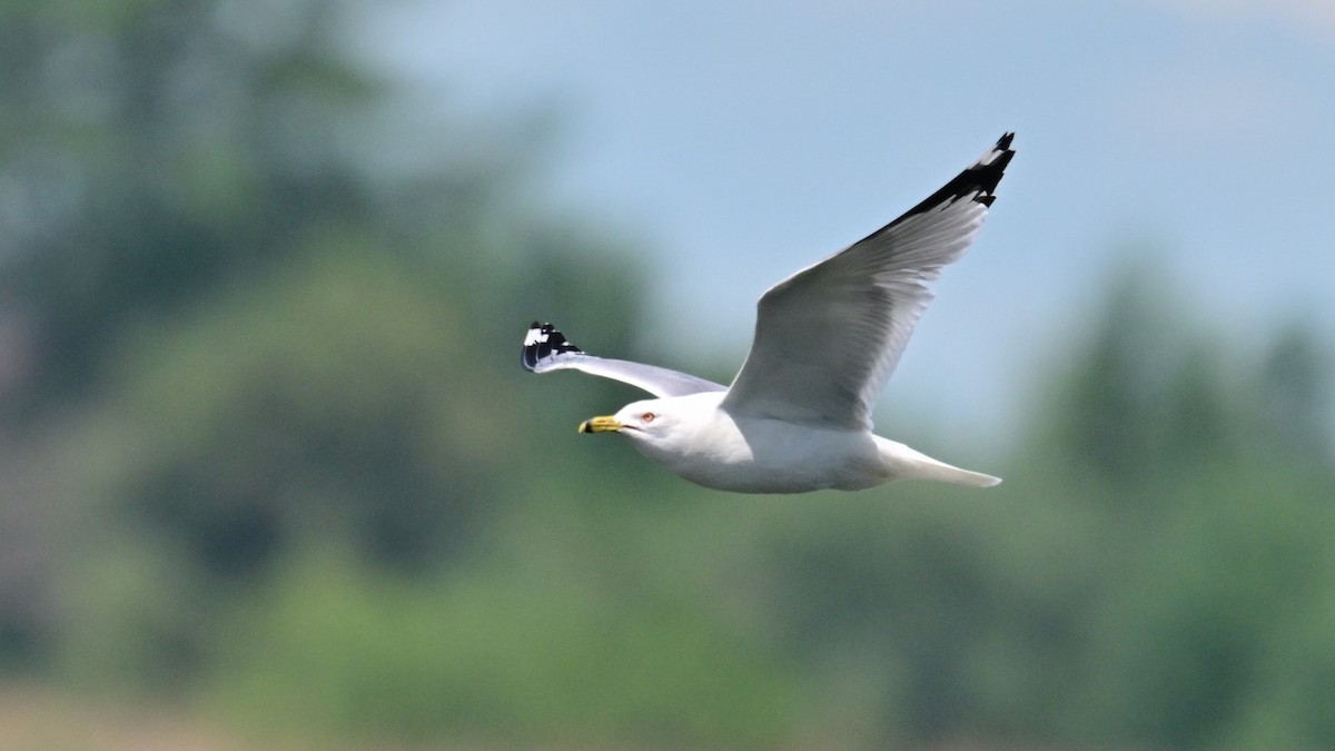 Ring-billed Gull - ML619654993