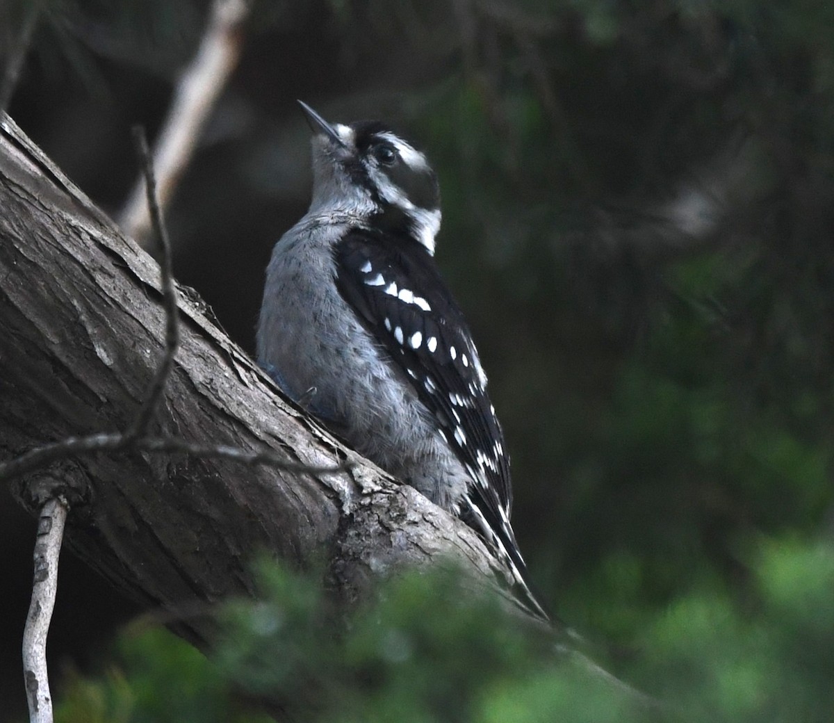 Downy Woodpecker - David True