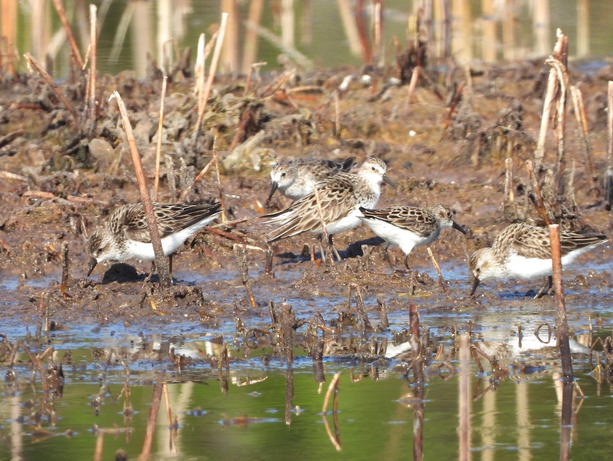 Semipalmated Sandpiper - ML619654995