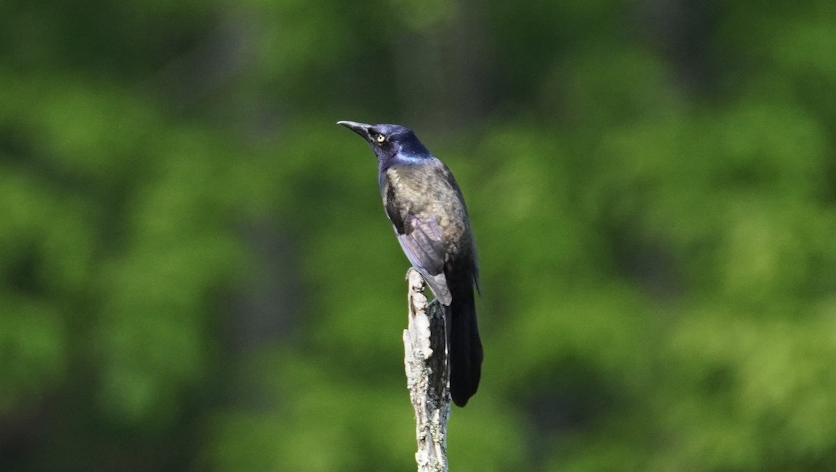 Common Grackle - Brian McKay