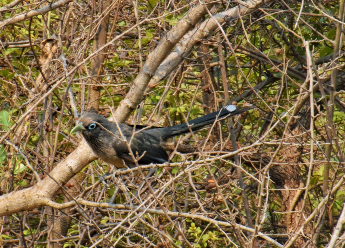 Blue-faced Malkoha - ML619655014