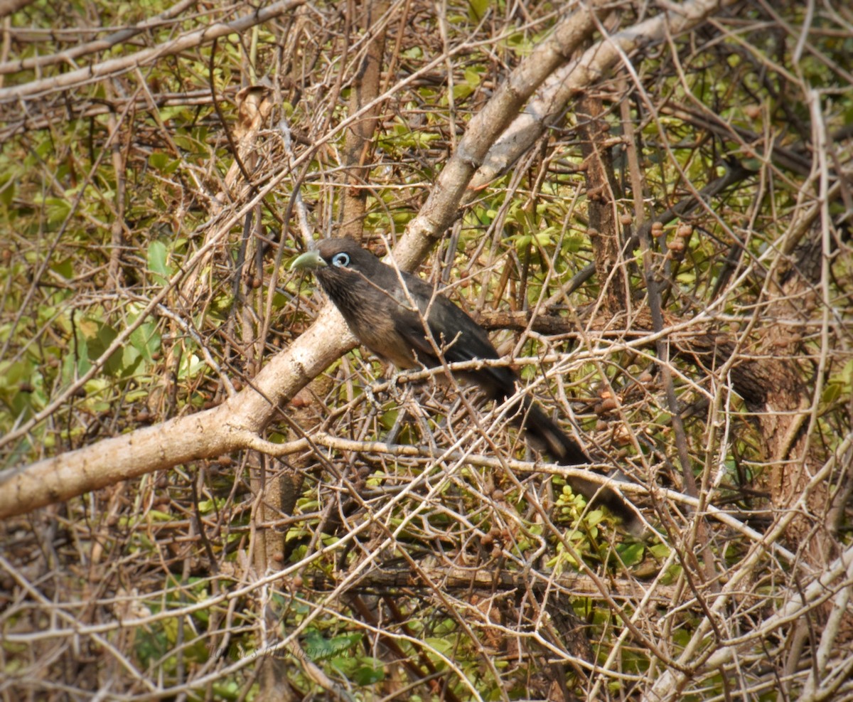 Blue-faced Malkoha - ML619655015