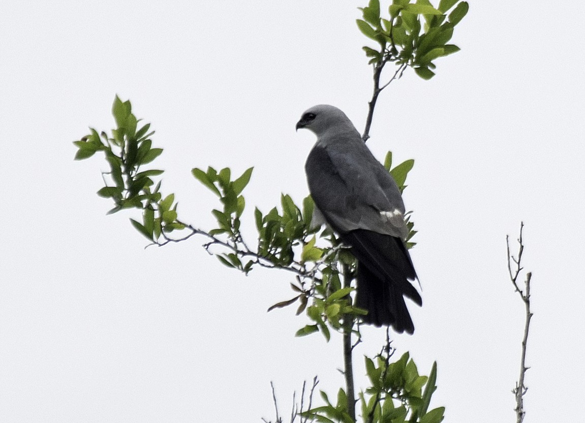 Mississippi Kite - Alison Davies