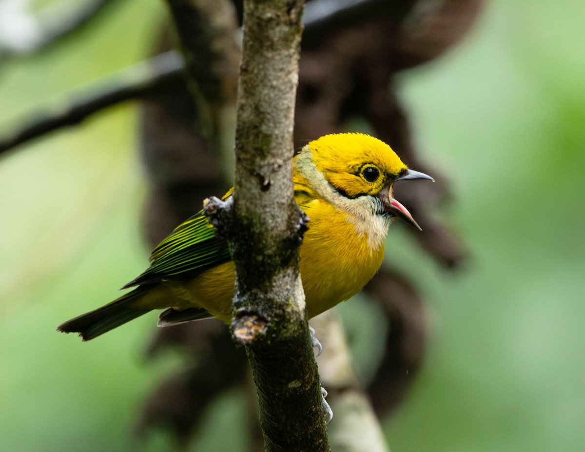 Silver-throated Tanager - Rich and Lynne Glassford