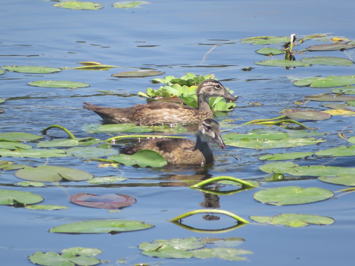 Wood Duck - Joel Jacobson