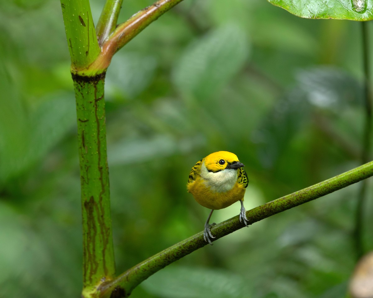 Silver-throated Tanager - Rich and Lynne Glassford