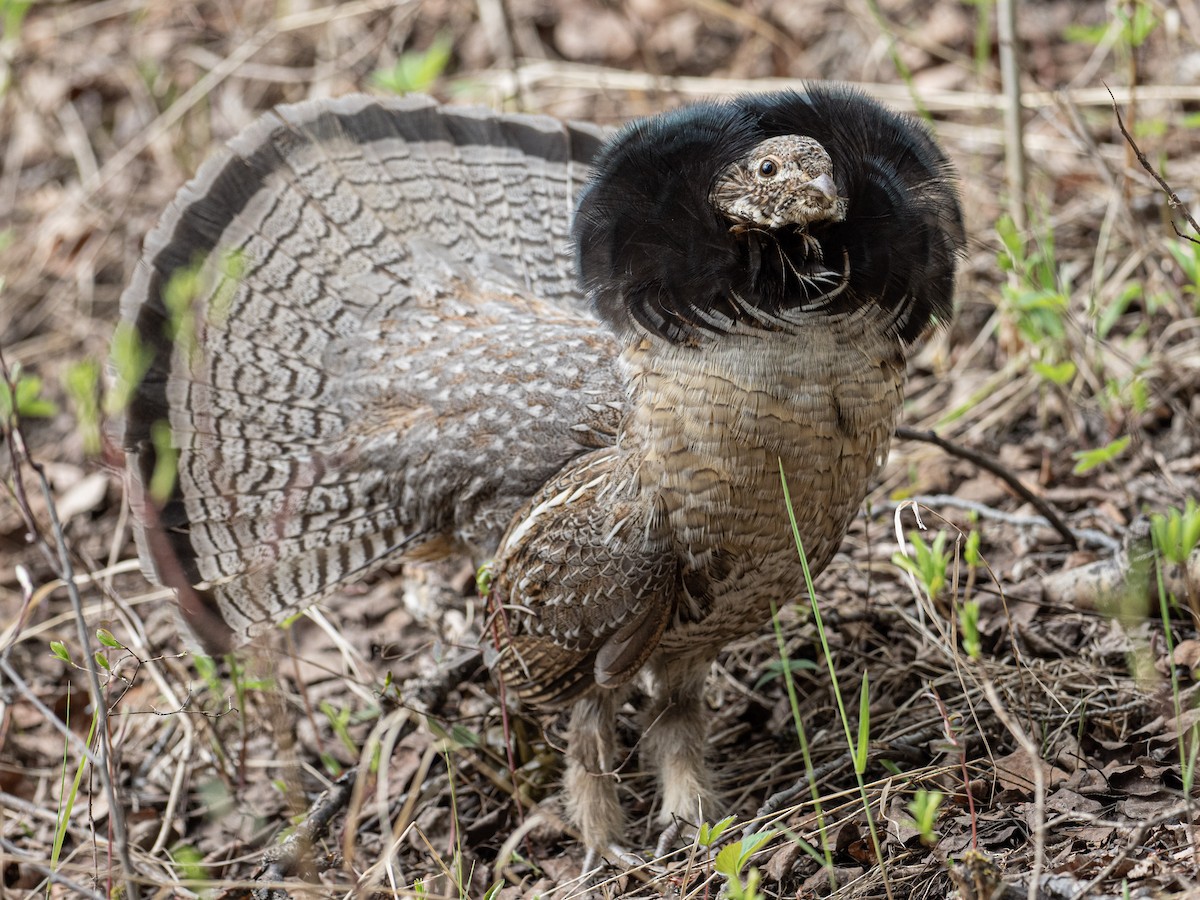 Ruffed Grouse - Michael Dockery