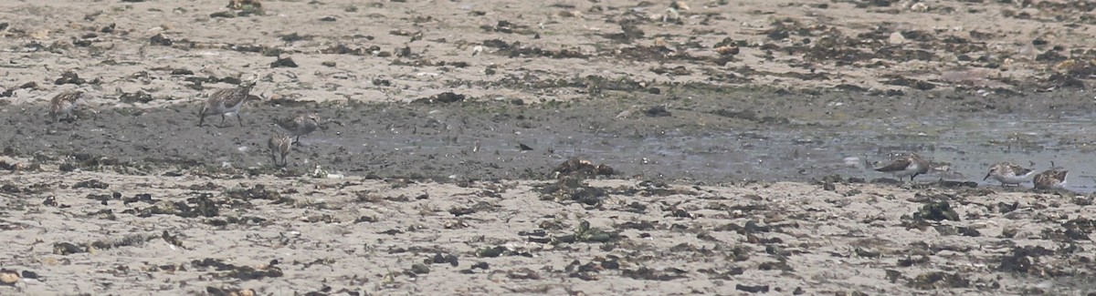 Semipalmated Sandpiper - Jennifer Allison