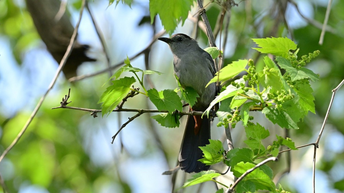 Gray Catbird - ML619655058