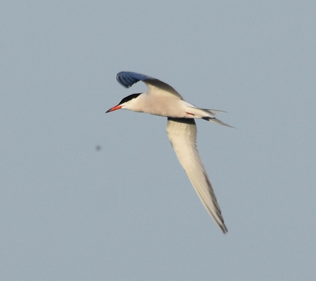 Common Tern - Ted Stewart