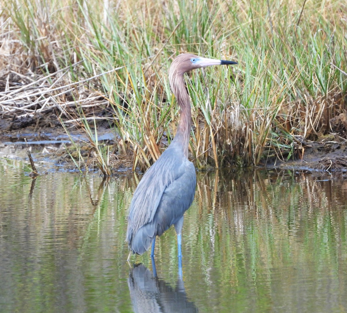 Reddish Egret - ML619655069