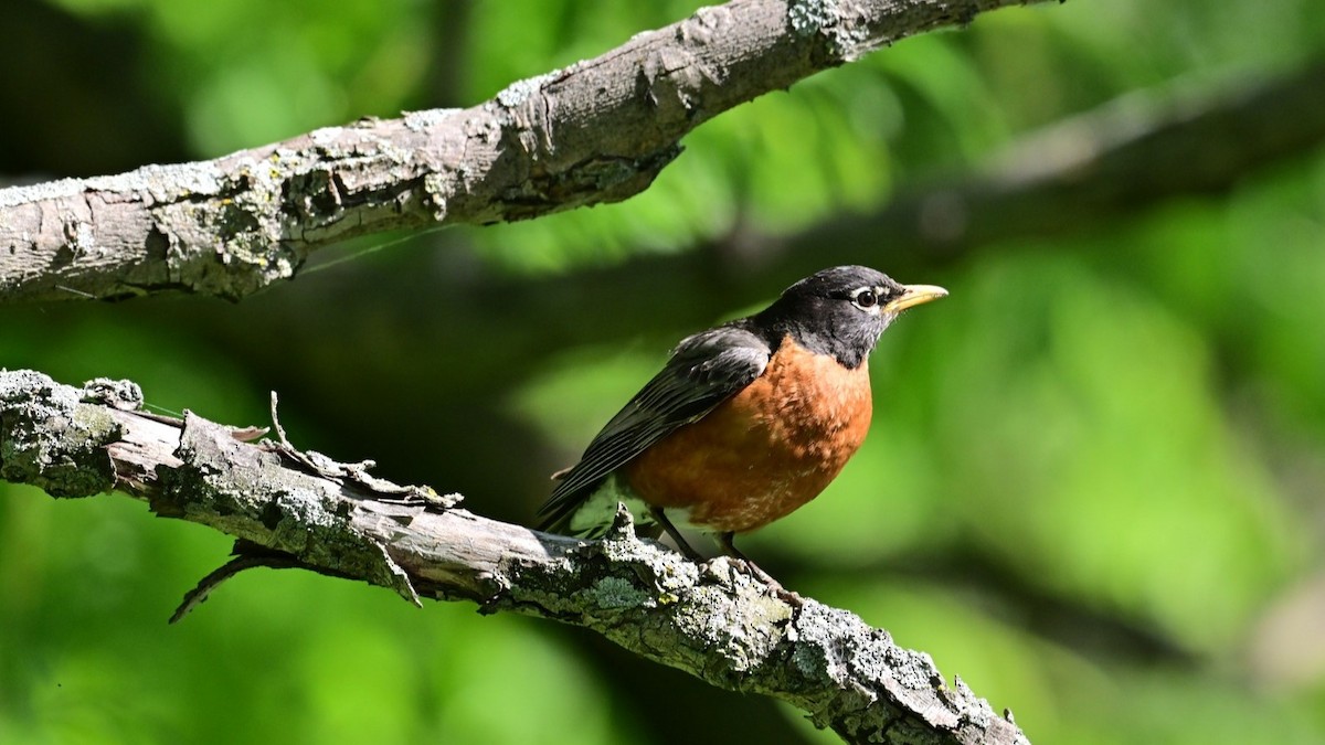 American Robin - Christiane Larose