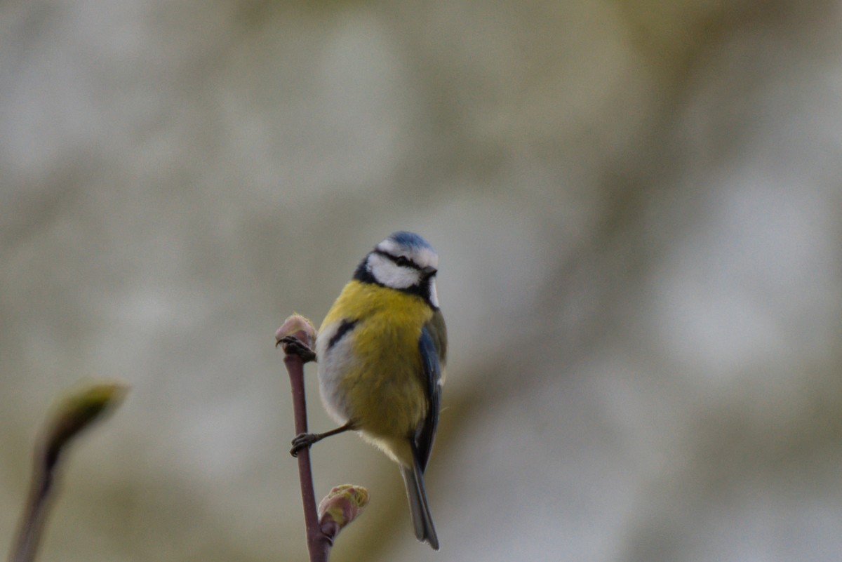 Eurasian Blue Tit - Donald Fullmer