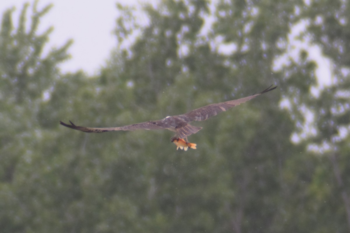 Osprey - Edward Hicks