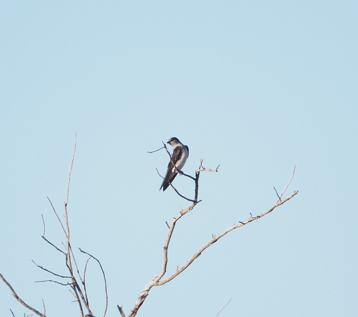 Golondrina Purpúrea - ML619655084