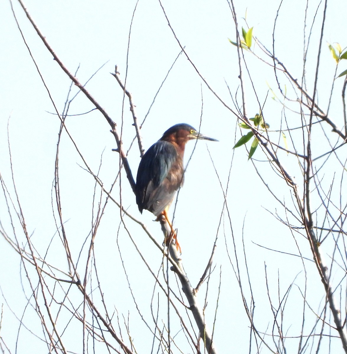 Green Heron - John Cima