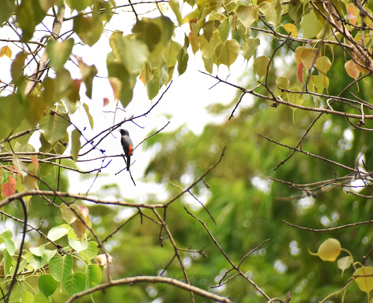 Small Minivet - ML619655104