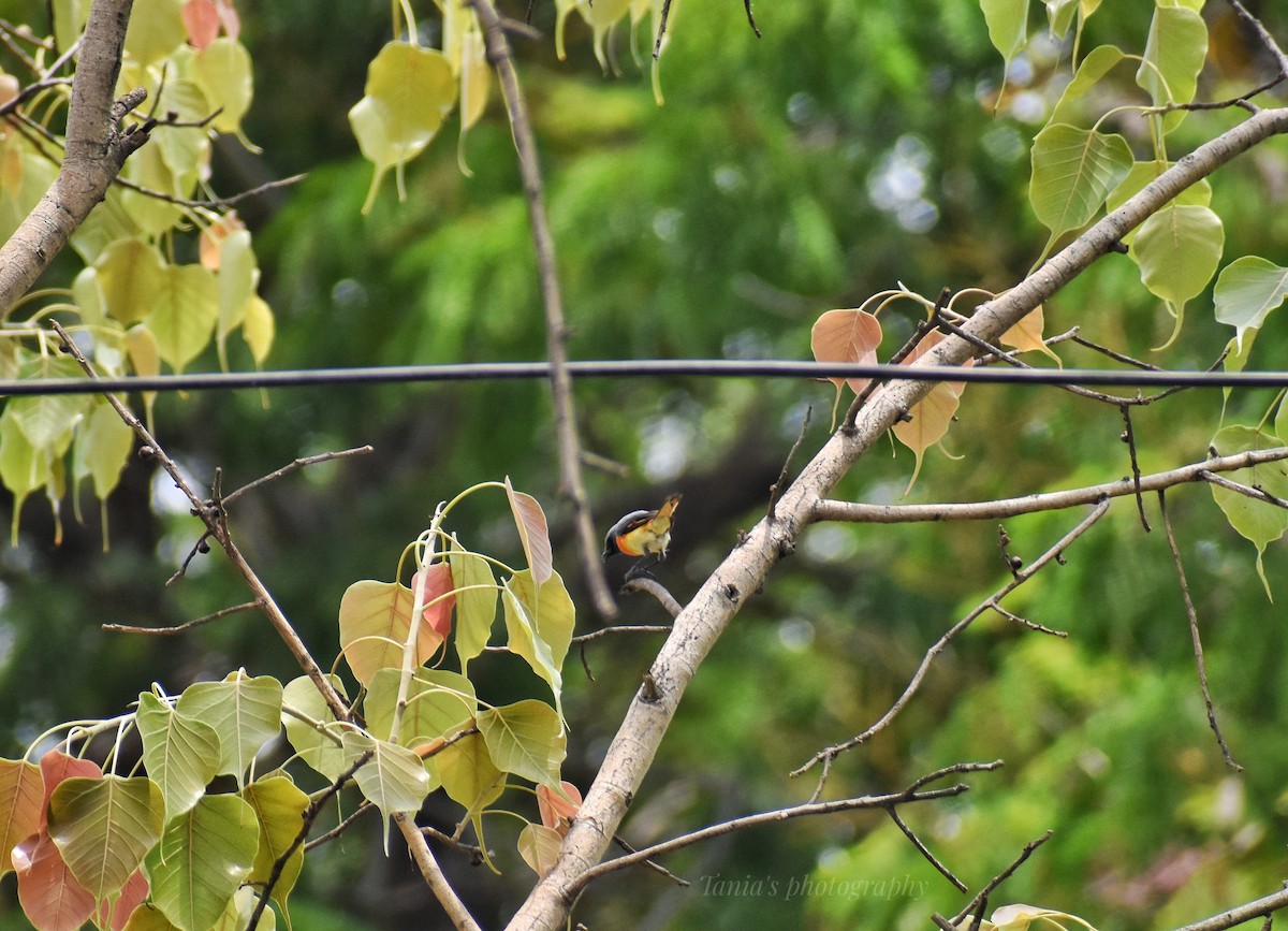 Small Minivet - ML619655105