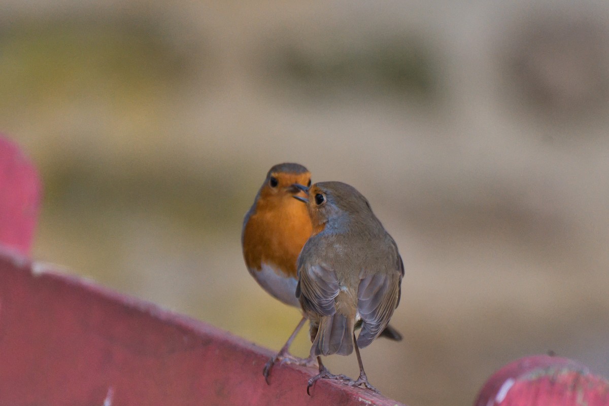 European Robin - Donald Fullmer