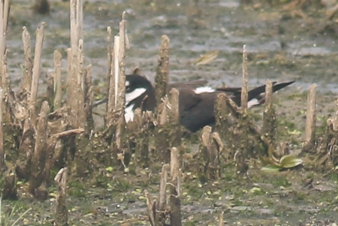 Black-necked Stilt - Jennifer Allison