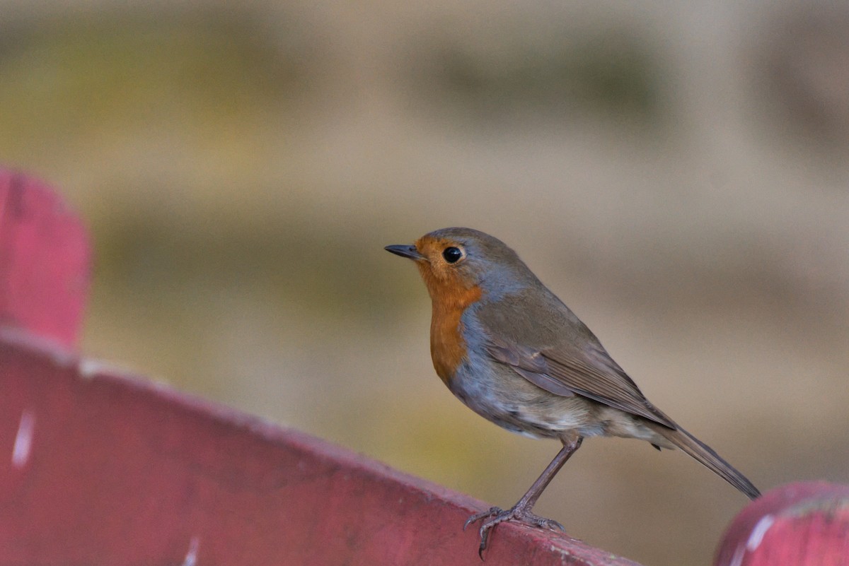 European Robin - Donald Fullmer