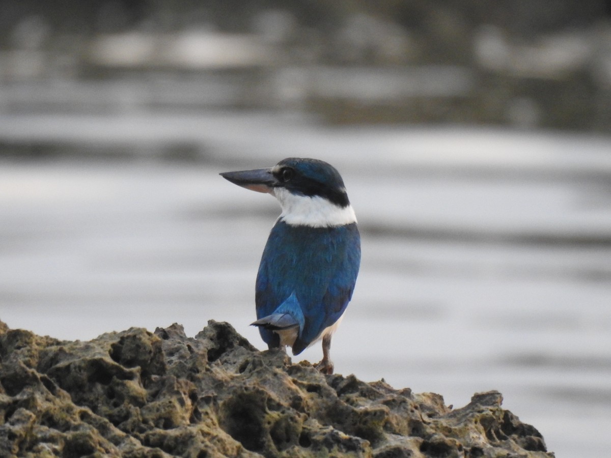 Collared Kingfisher - Prabhudatta Bal