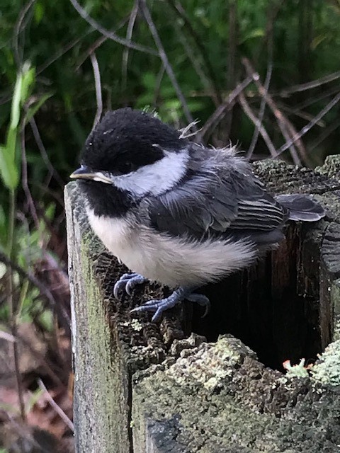 Carolina Chickadee - David Hooper