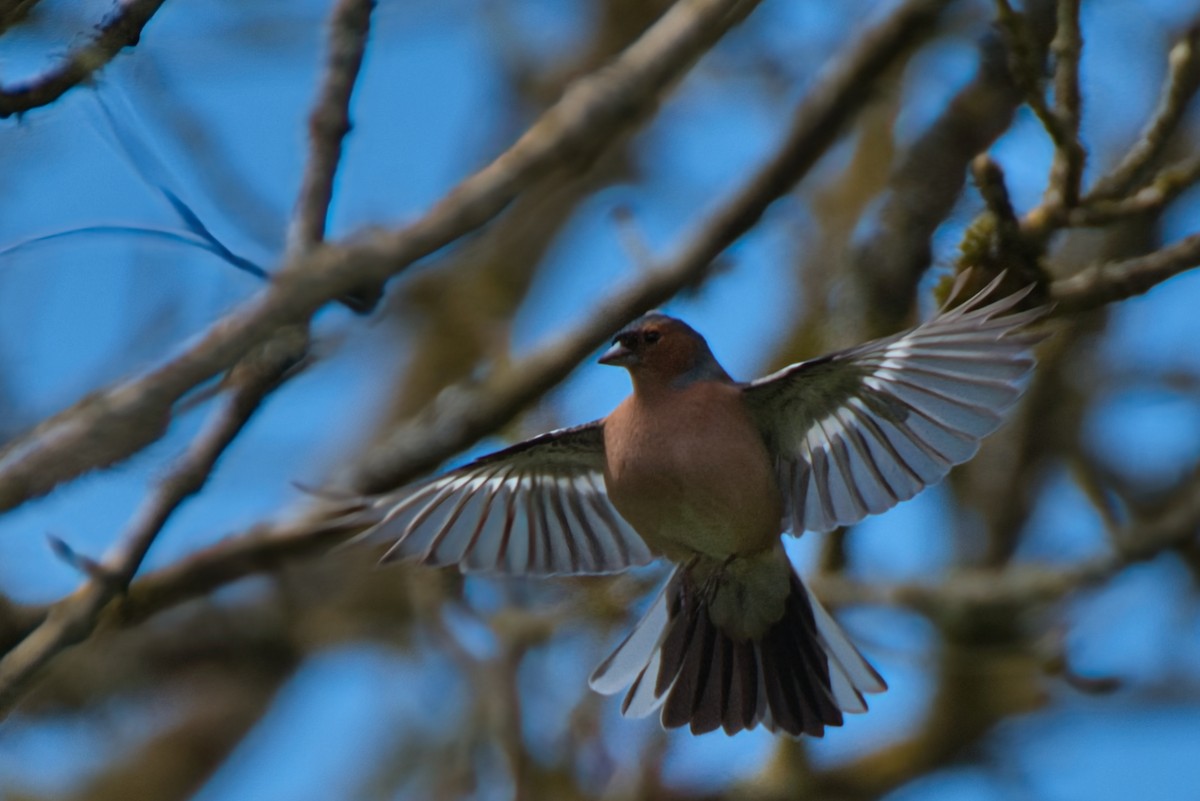 Common Chaffinch - Donald Fullmer