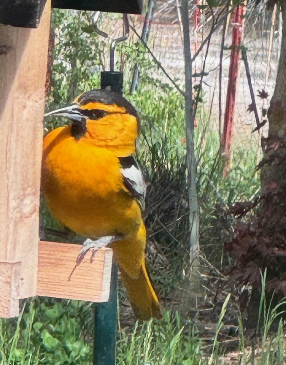 Bullock's Oriole - Marina Richie