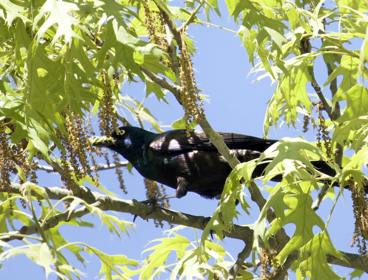 Common Grackle - Jim Carroll