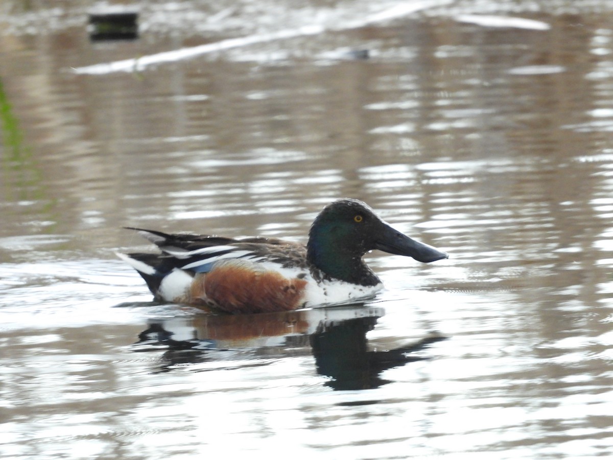 Northern Shoveler - Gerard Nachtegaele