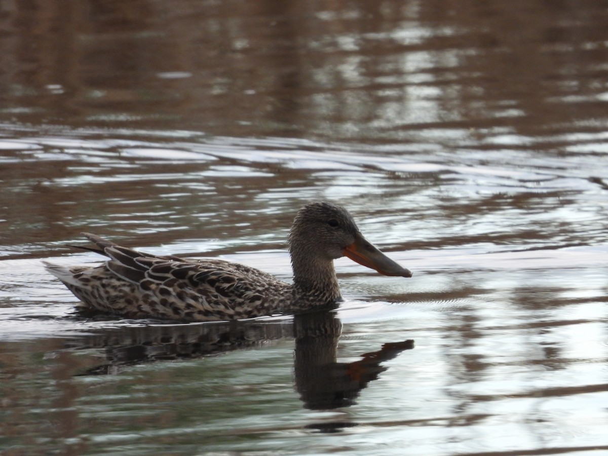 Northern Shoveler - Gerard Nachtegaele