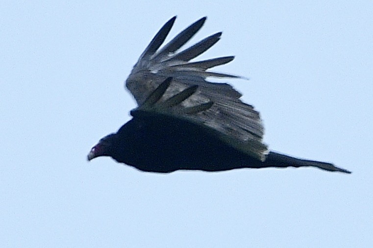 Turkey Vulture - Beth Basile